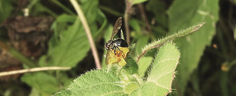 nature, fly, insect, garden, colombia, animals in the wild, HD wallpaper