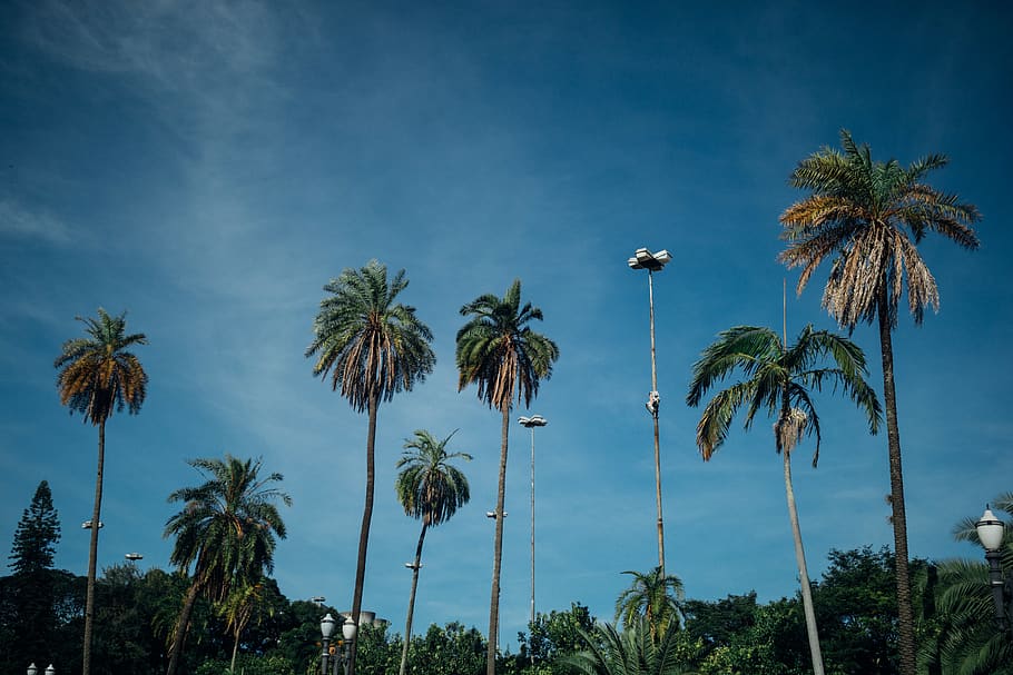 Green Coconut Palm Trees, coconut trees, daylight, exotic, idyllic HD wallpaper