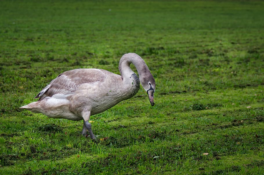 HD wallpaper: mute swan, swan young, gray, bird, goes, meadow, lawn ...