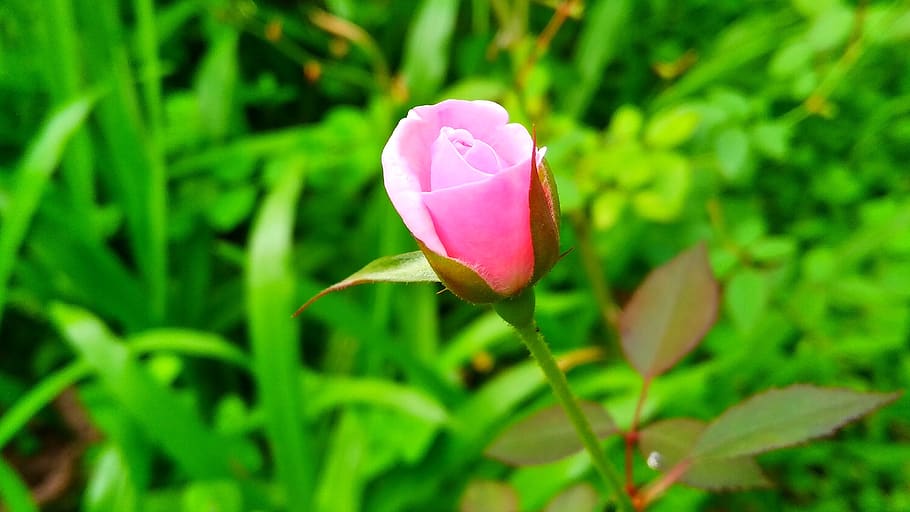 flora, leaf, growth, freshness, garden, grass, environment HD wallpaper