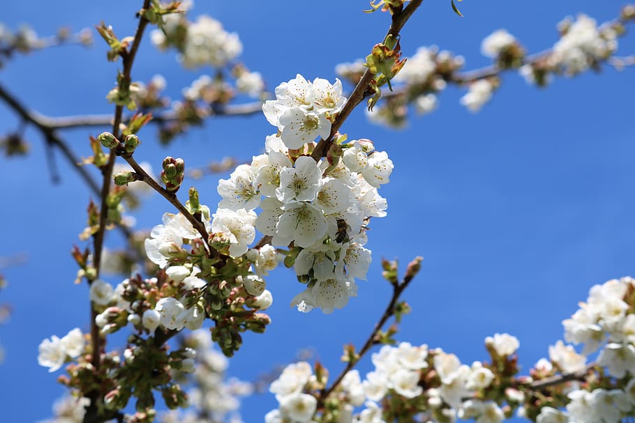 cherry tree, blossom, bloom, nature, spring, cherry blossom HD wallpaper