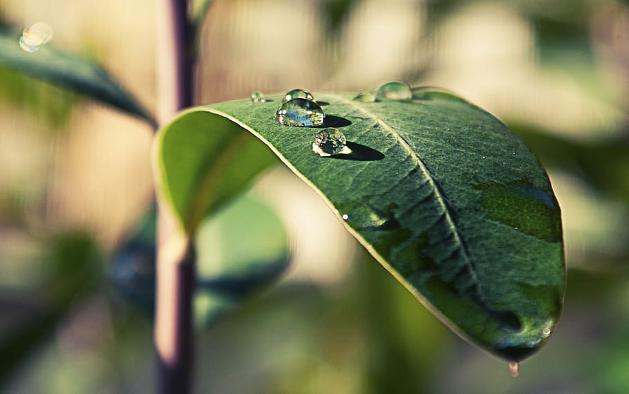 france, codognan, leaf, water, garden, blue, raindrop, plant HD wallpaper