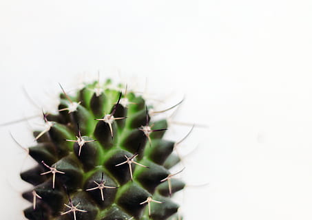 Micro Photography of Green Cactus Plant, blur, botanic, botanical HD wallpaper
