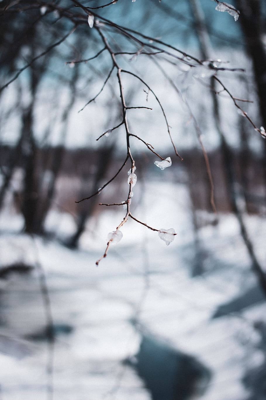 tree, plant, nature, ice, outdoors, winter, snow, scenery, invertebrate HD wallpaper
