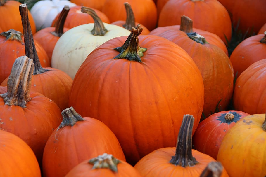 pumpkin, fall, autumn, halloween, orange, october, holiday, HD wallpaper
