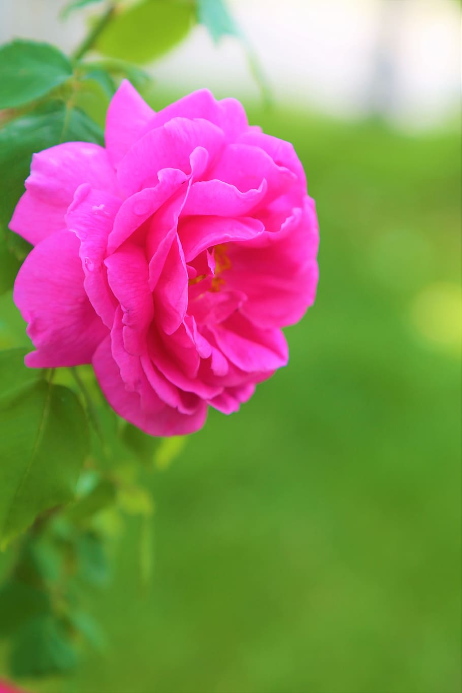 rose, nature, flower, plant, romantic, love, garden, beauty, HD wallpaper