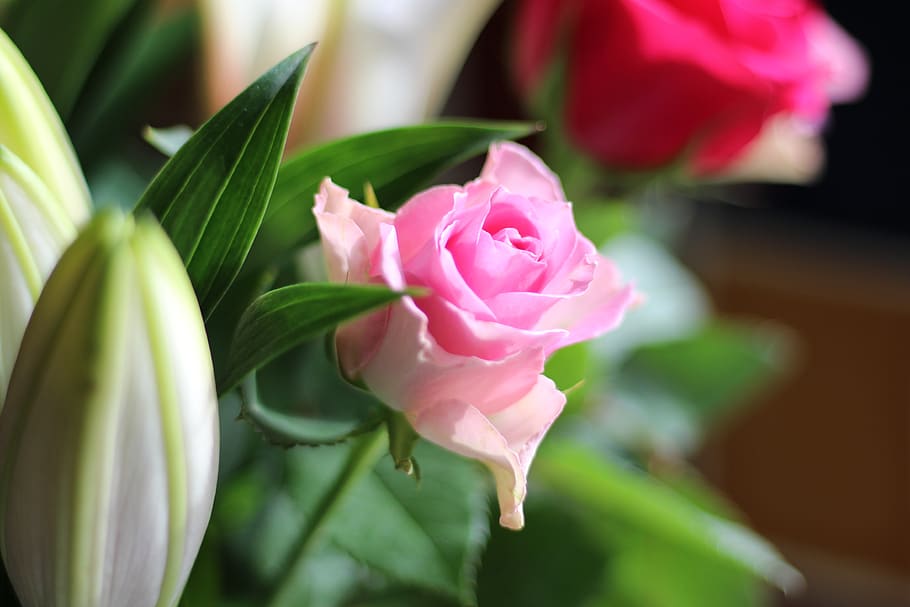 pink, flower, rose, flowering plant, beauty in nature, freshness HD wallpaper