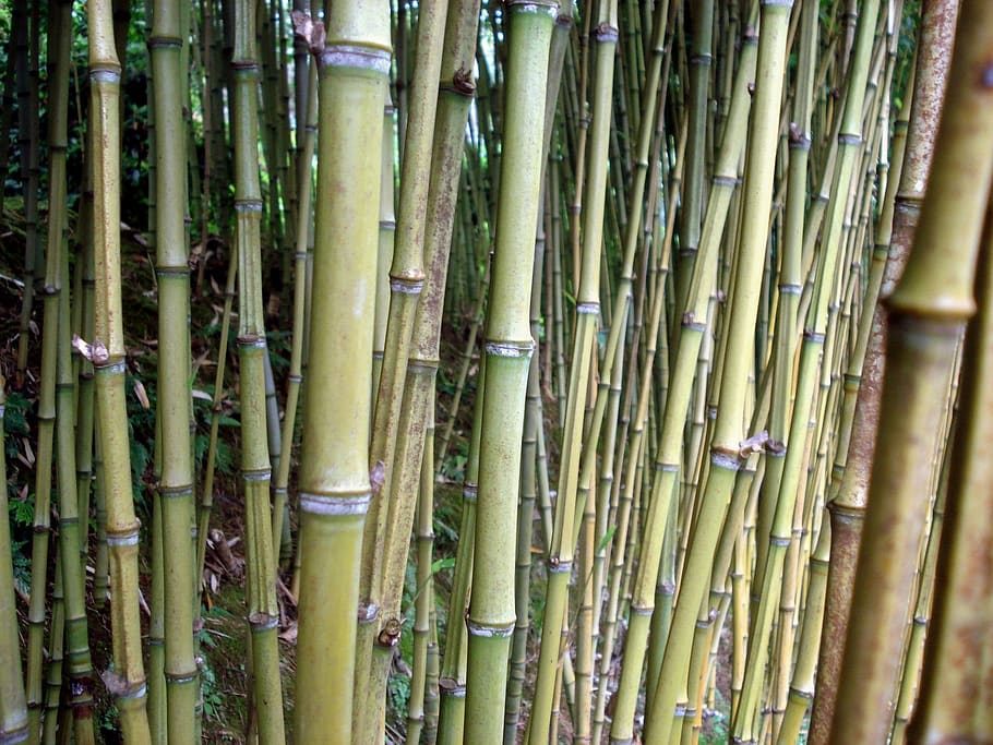 forest, bamboo - plant, no people, bamboo grove, full frame HD wallpaper