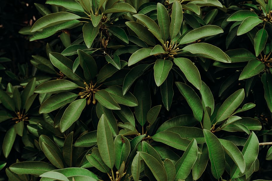 Close-up Photo of Green Leaves, foliage, greenery, plant part HD wallpaper