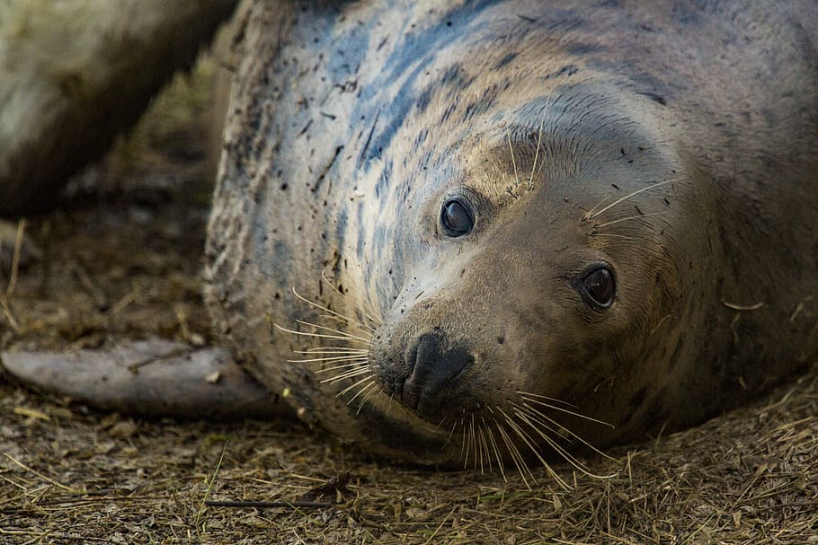 sea lion, animal themes, animal wildlife, animals in the wild HD wallpaper