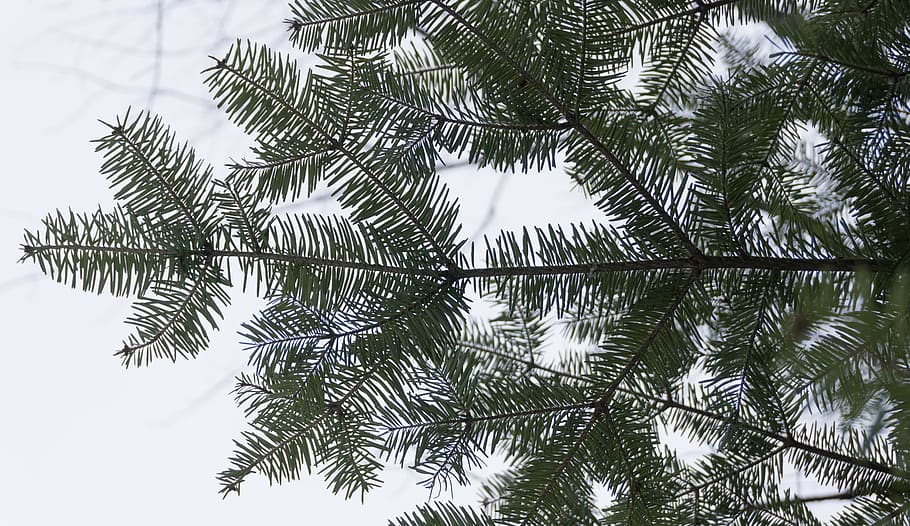 trees, pine, pineforest, greenery, evergreen, bokeh, sky, tree branch HD wallpaper