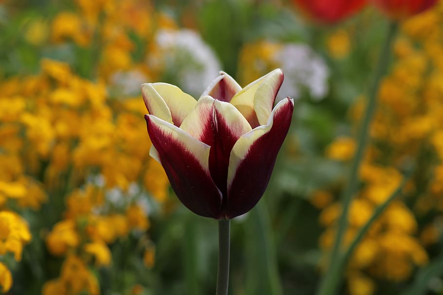 tulip, flower, spring, garden, blossom, bloom, nature, red HD wallpaper
