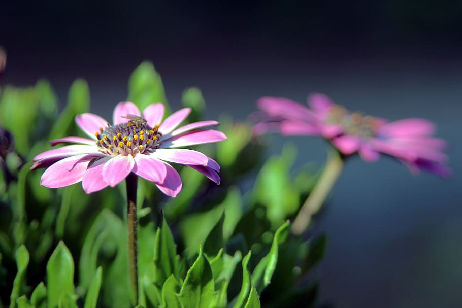flower, macro, petals, close up, flowering plant, freshness HD wallpaper