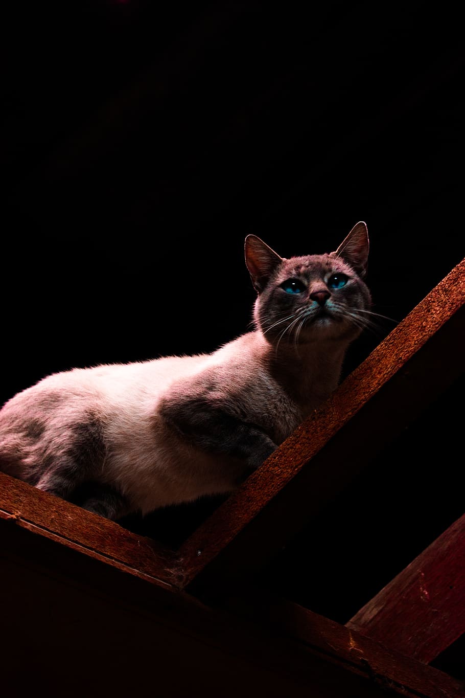 colombia, cat, animals, exploring, animal themes, mammal, one animal HD wallpaper