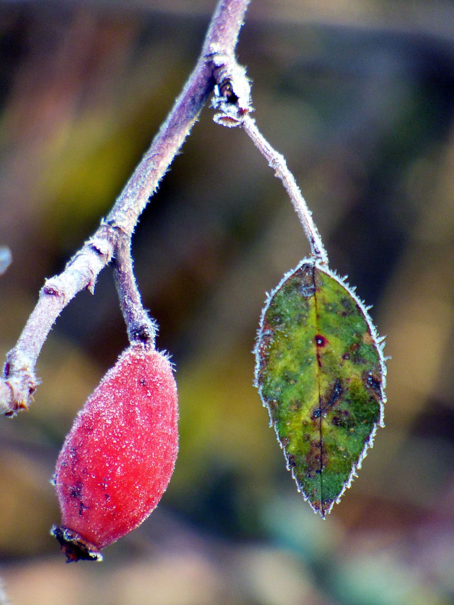 eglantine, leaf, nature, red, green, fruit, autumn, branch HD wallpaper