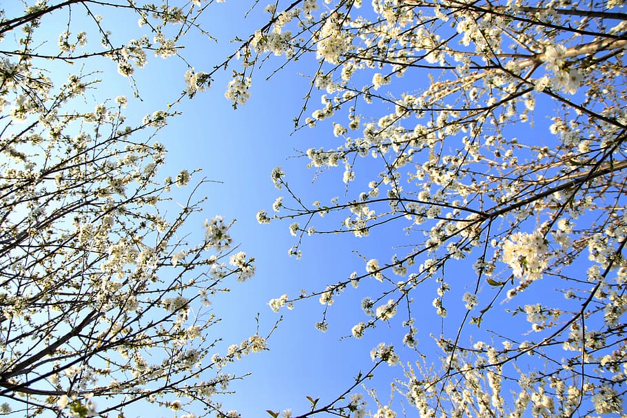 flowers, white, casey, tree, spring, nature, nice, sky, low angle view HD wallpaper