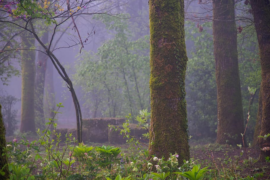 plant, tree, tree trunk, mist, blossom, nohdr, flowers, table HD wallpaper