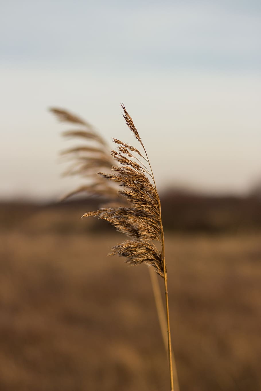 weat, plant, growth, focus on foreground, nature, close-up HD wallpaper