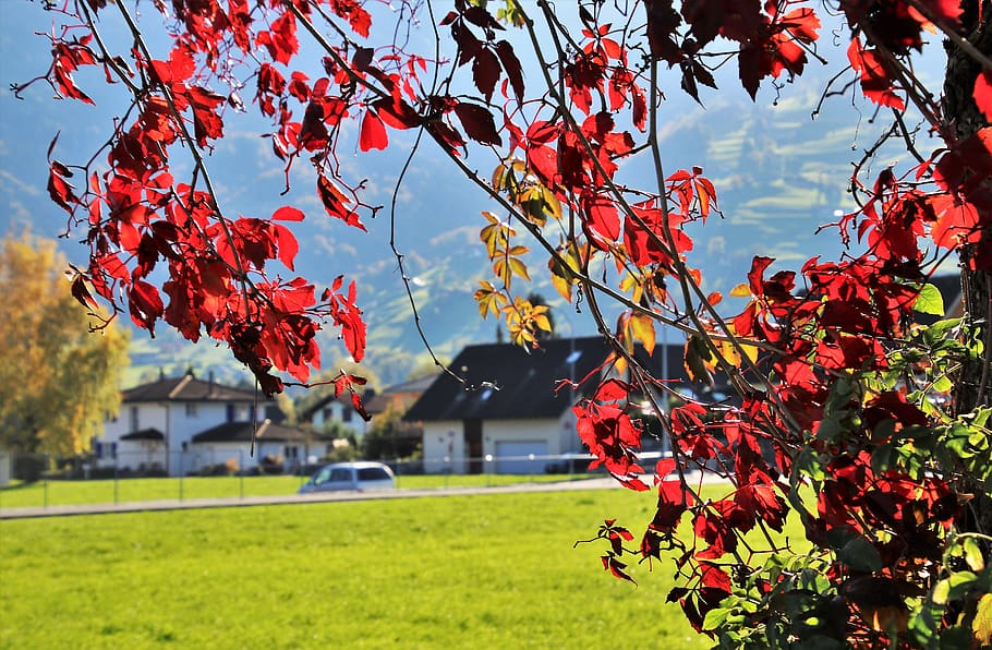 foliage, collapse, autumn, oct, highlighted, translucent, red HD wallpaper