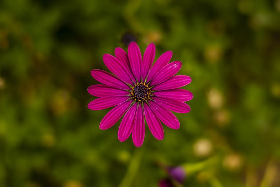 flower gérbel, plant, nature, flowering plant, fragility, vulnerability, HD wallpaper