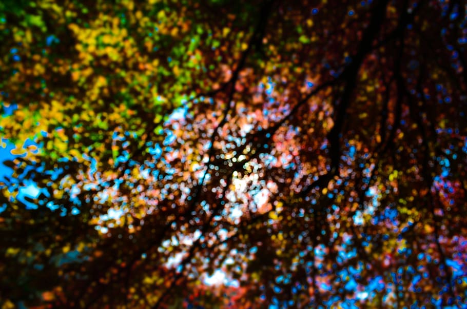 trees, leaves, backgrounds, no people, full frame, plant, low angle view HD wallpaper