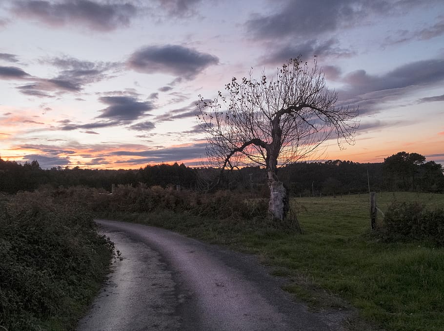 spain, oles, trees, sunset, sky, cloud - sky, plant, road, field HD wallpaper