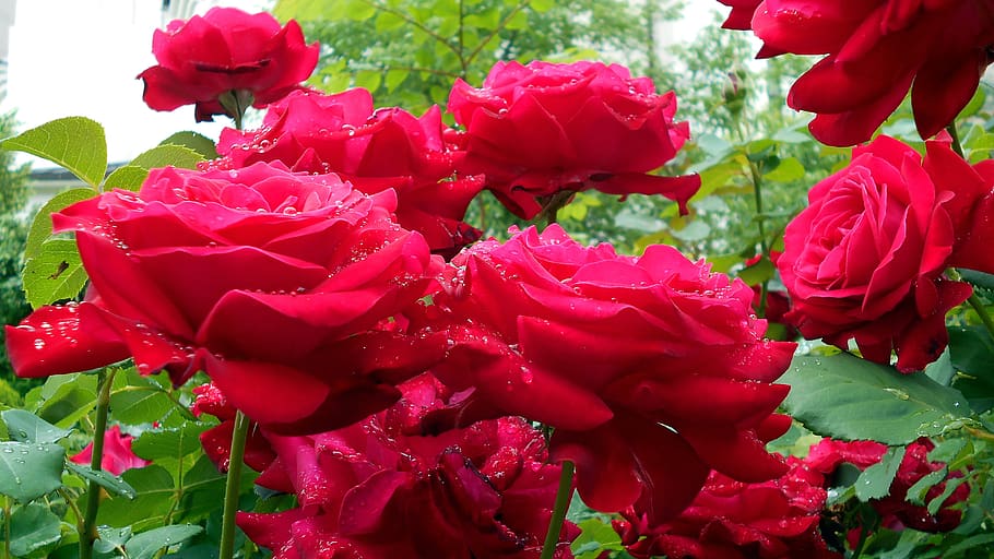 flower, red, roses, flowering plant, freshness, beauty in nature HD wallpaper