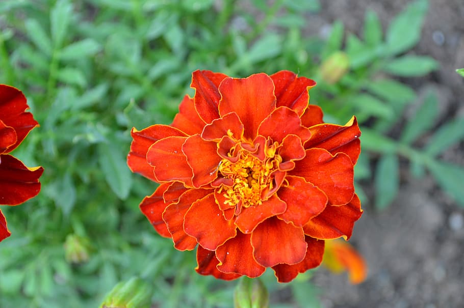 red, flower, blossom, bloom, poppy, garden, love, roses, petals HD wallpaper