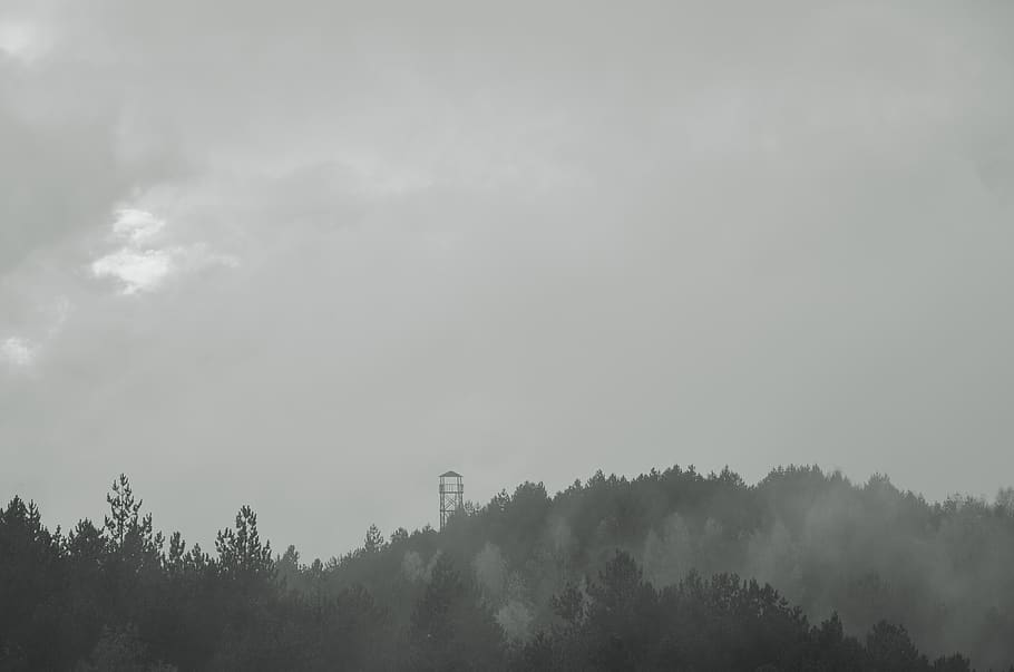 fog, trees, forest, watch tower, watchtower, outdoor, nature, HD wallpaper