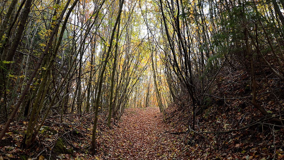 forest, trees, glade, light, away, path, nature, leaves, autumn HD wallpaper