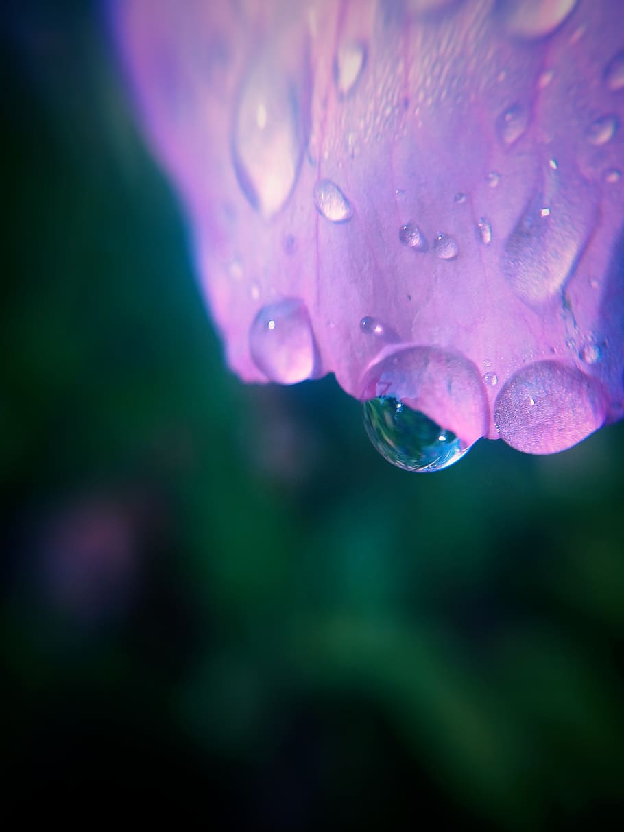 macro, flower, petal, pink, water, droplets, wet, beauty in nature HD wallpaper