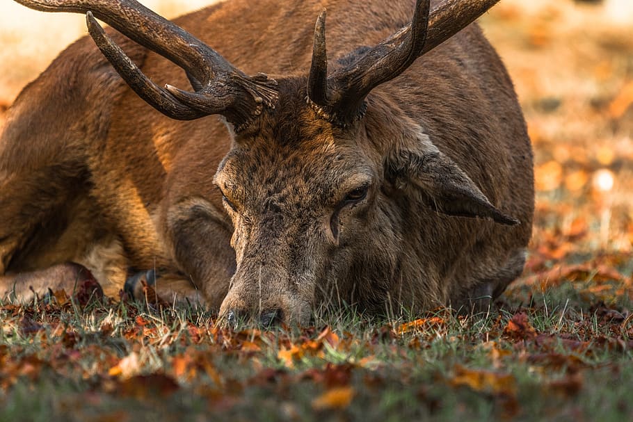 brown deer lying on ground during daytime, animal, wildlife, elk HD wallpaper