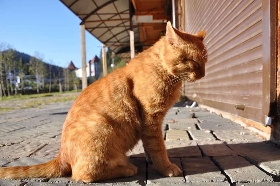 cat, sitting, redhead, red-headed cat, outdoor cat, offended cat HD wallpaper