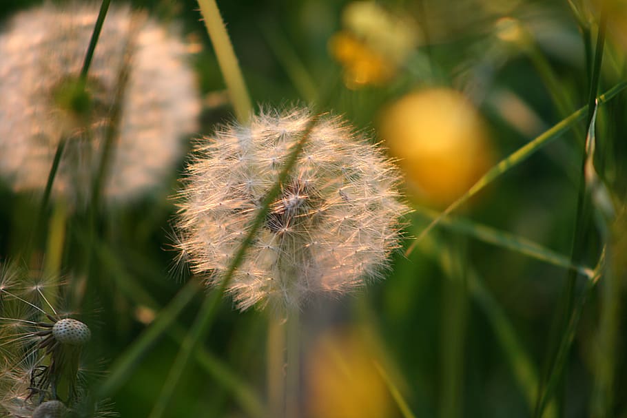 dandelion, seeds, grass, meadow, plant, flower, fragility, growth HD wallpaper