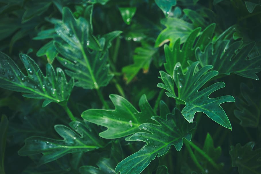 india, leaves, green, environment, drops of water, plants, outdoors HD wallpaper