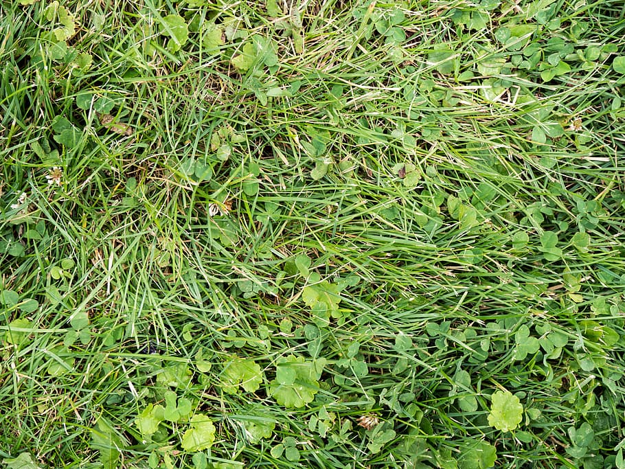 Grass and Leaves Texture, Macro, Nature, Textures, garden, green HD wallpaper