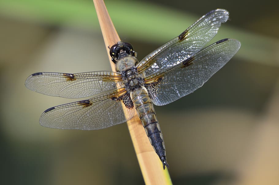 dragonfly, macro, nature, summer, animal world, animal themes HD wallpaper