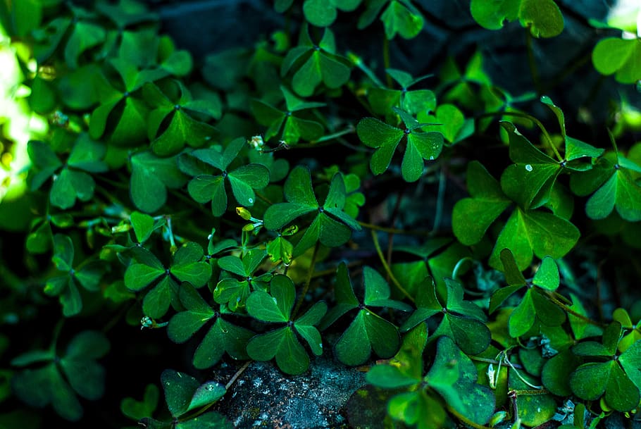 grass, clover, green, nature, plant part, leaf, green color HD wallpaper