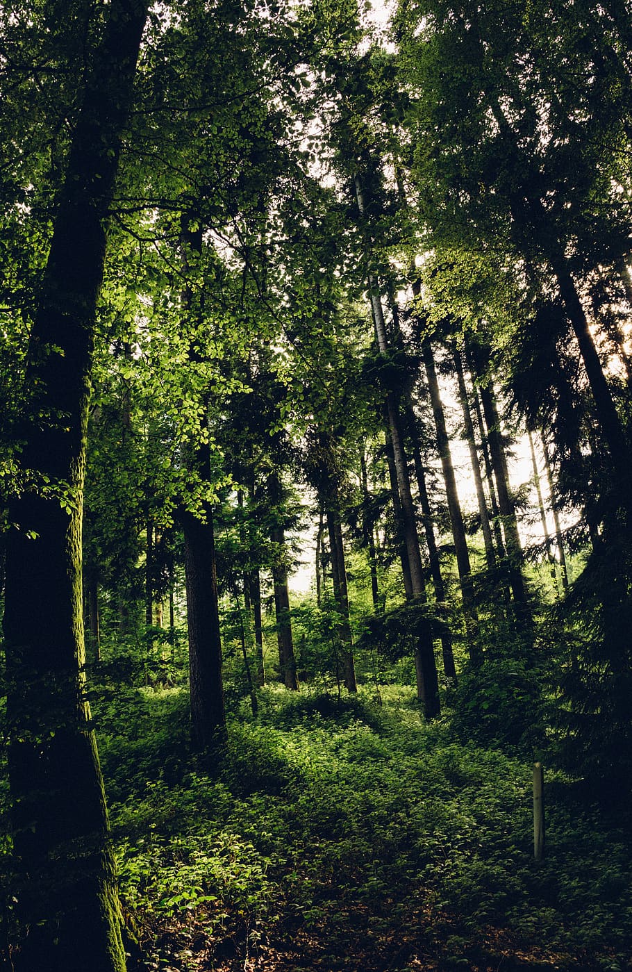 forest, trees, green, wilderness, plant, land, nature, growth HD wallpaper
