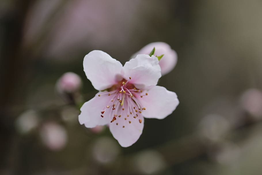 flower, peach tree, spring, flora, botanist, flowering plant HD wallpaper