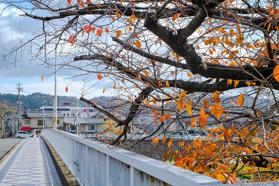 tree, colour, orange, leaves, fall, japan, bidge, architecture HD wallpaper