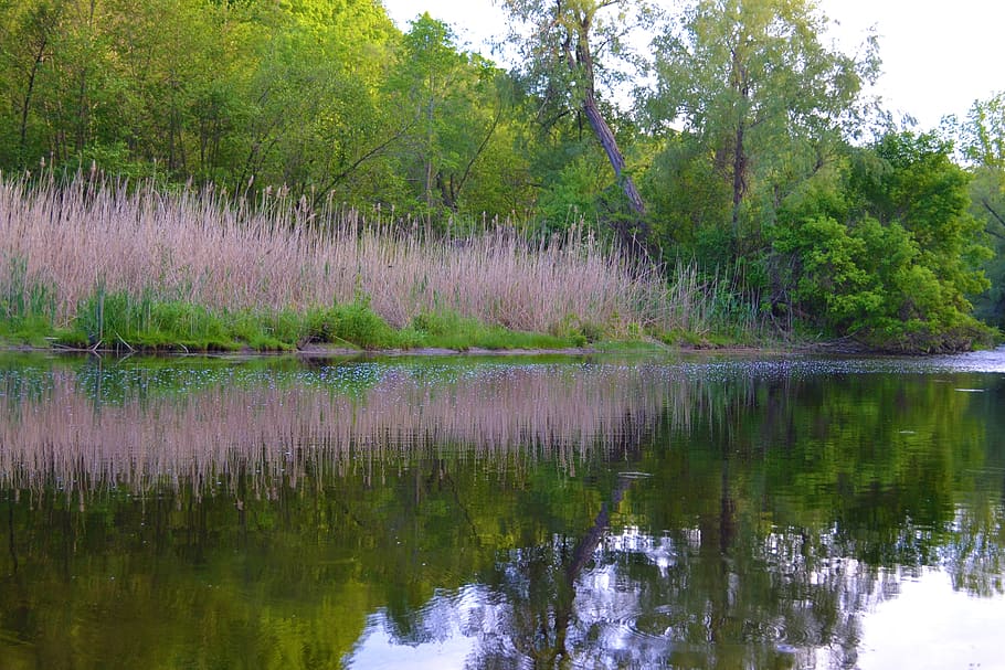 landscape, reflection, trees, river, water, lake, stream, bullrushes HD wallpaper