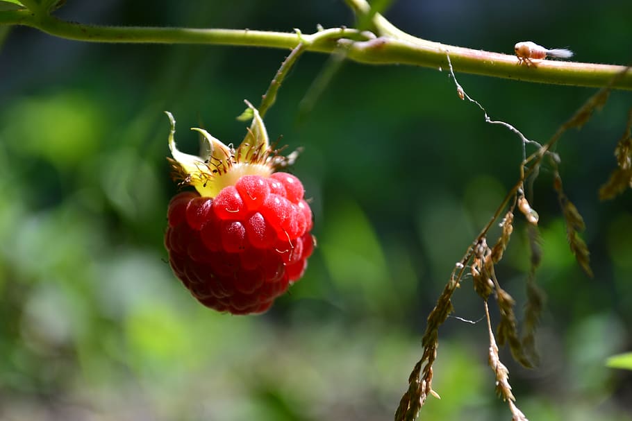 hungary, dévaványa, raspberry, fruit, red, healthy eating HD wallpaper