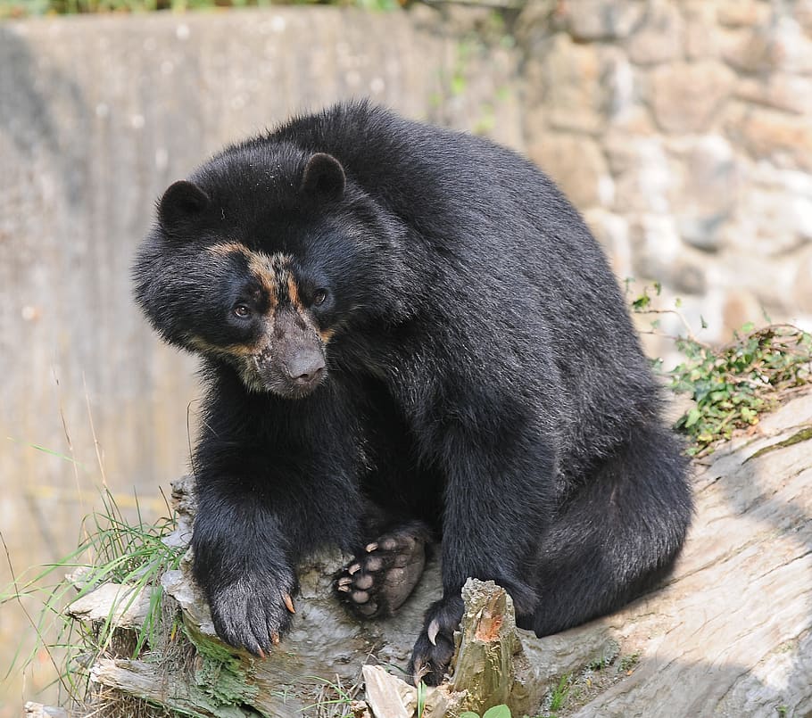 black bear sitting on grey surface during daytime, animal, animal themes HD wallpaper