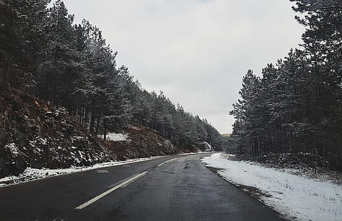 asphalt road between trees, plant, fir, abies, tarmac, way, highway HD wallpaper