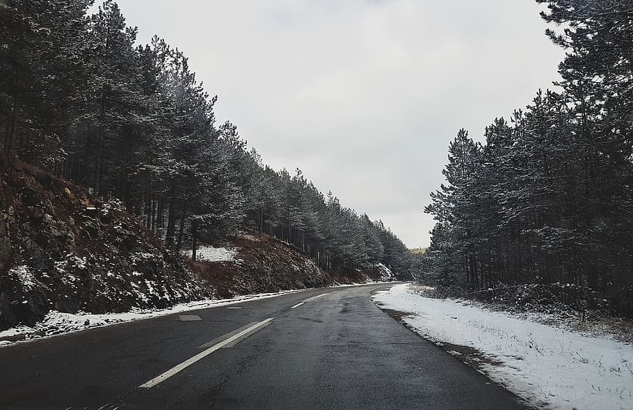 asphalt road between trees, plant, fir, abies, tarmac, way, highway HD wallpaper