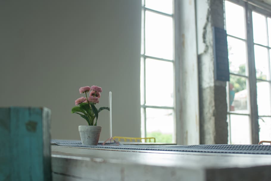 cafe, white, plant, restaurant, window, flower, indoors, flowering plant HD wallpaper