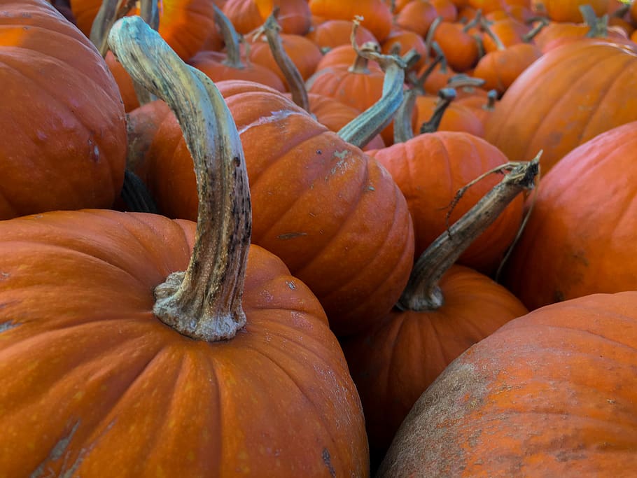 pumpkins, orange, fall, autumn, harvest, food and drink, healthy eating HD wallpaper