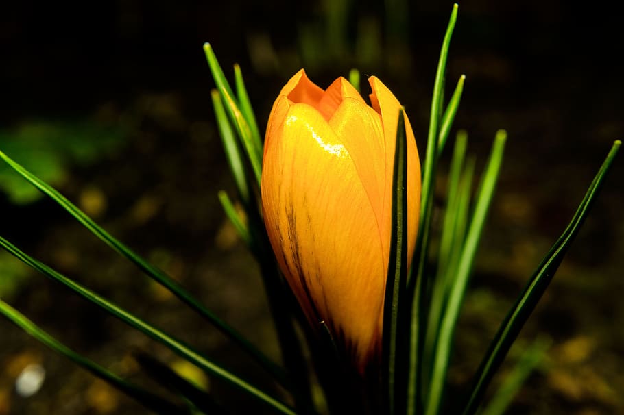 Closeup Photo of Brown Petaled Flower, bloom, blossom, close-up HD wallpaper