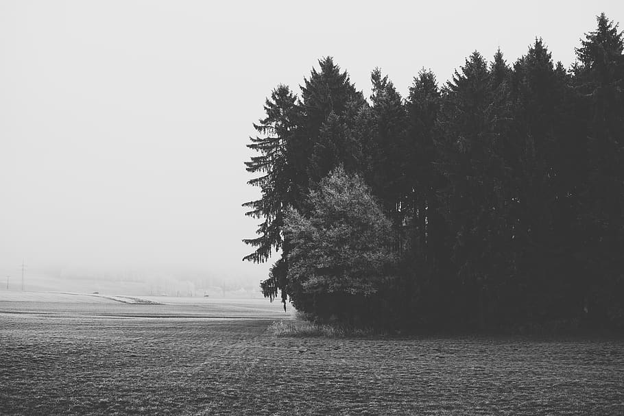 forest covered in fog, tree, plant, abies, fir, conifer, pine